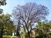 Alcazar-Sevilla