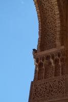 Alhamba-Piepmatz