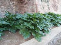 Alhambra Granada
