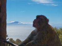 Berberaffe mit Atlasgebirge 