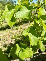 Besuch im Weinberg