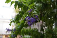 Blüten in Marbella 