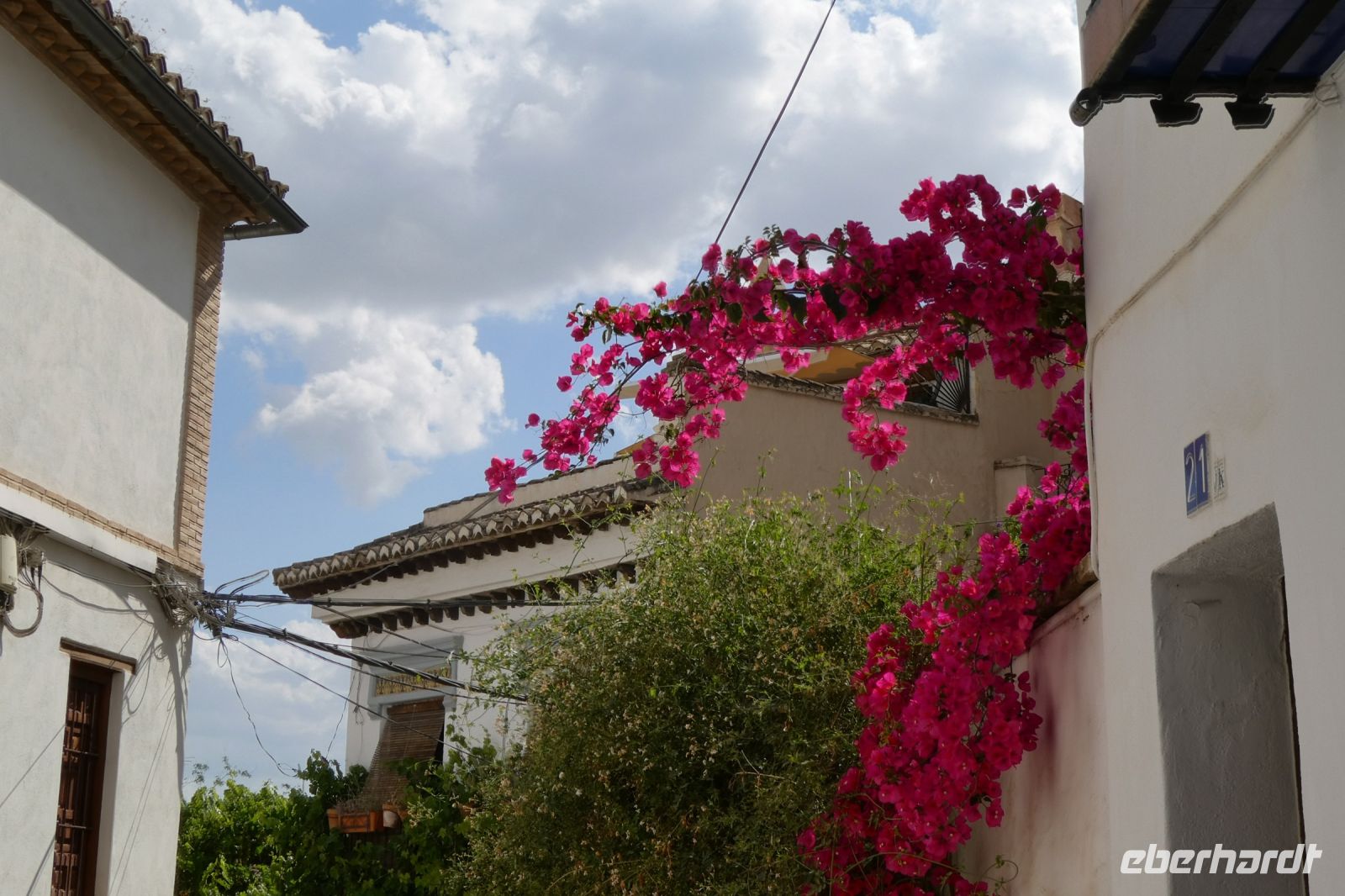 Blumenpracht