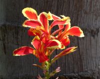 Blumenpracht