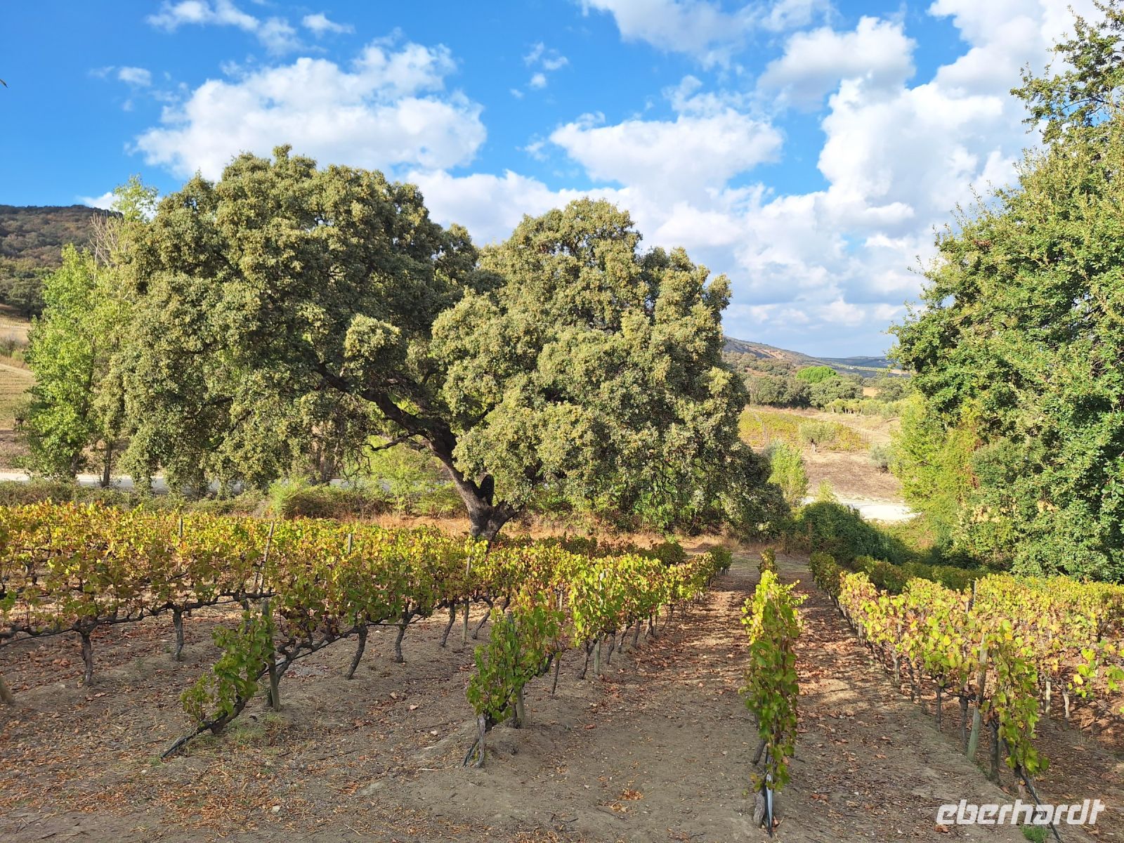Bodega Kieninger