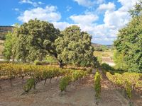 Bodega Kieninger