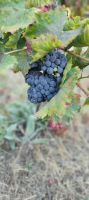 Bodega Kieninger