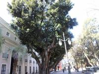 Cadiz