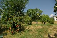 Citrusplantage (3)