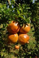 Citrusplantage (4)