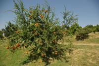 Citrusplantage (6)