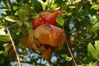 Citrusplantage (7)