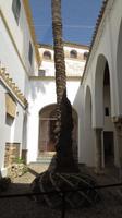 Cordoba - Palme