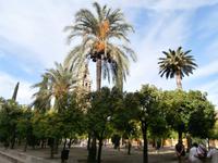 Cordoba-Mezquita
