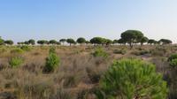 Doñana (31)