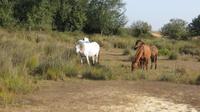 Doñana (35)