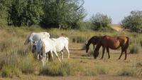 Doñana (36)