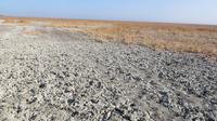 Doñana (40)