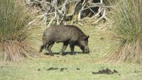 Doñana (46)