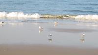 Doñana (6)
