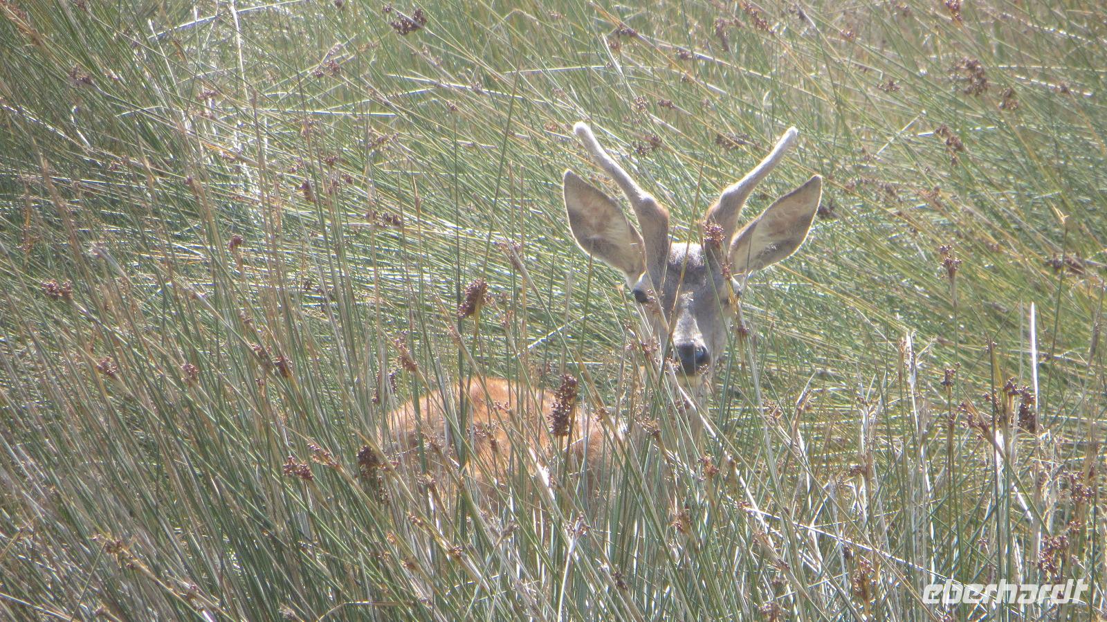 Doñana (61)