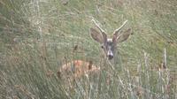 Doñana (61)