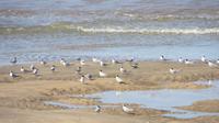 Doñana (68)