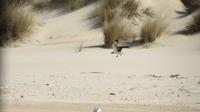 Doñana (71)