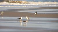 Doñana (9)