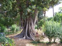 Ein Ficus-Baum 