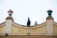 Eitler Pfau! 