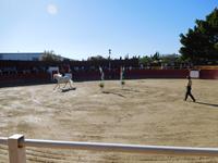 El Cartujano