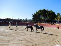 El Cartujano1