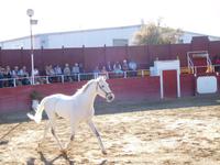 El Cartujano17