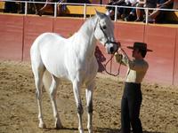 El Cartujano18