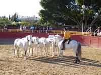 El Cartujano22