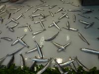 Fishart