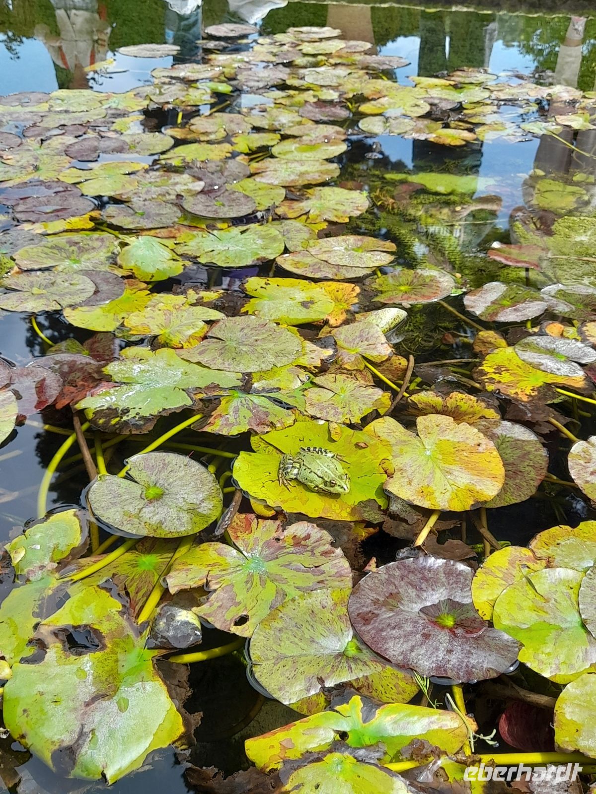 Froschkönig :)