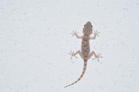 Gecko