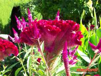 Generalife