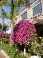 Gibralfaro Malaga