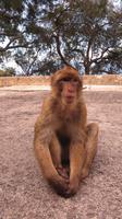 Gibraltar - Affe