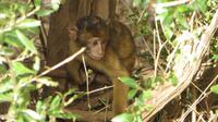 Gibraltar - Affe
