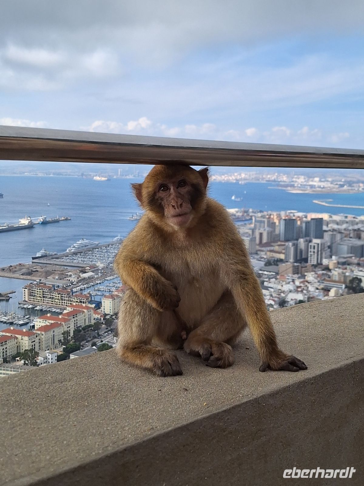 Gibraltar: Berberaffen