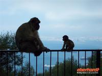 Gibraltar-Affen