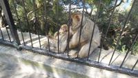 Gibraltar20