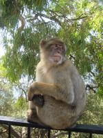 Gibraltar24