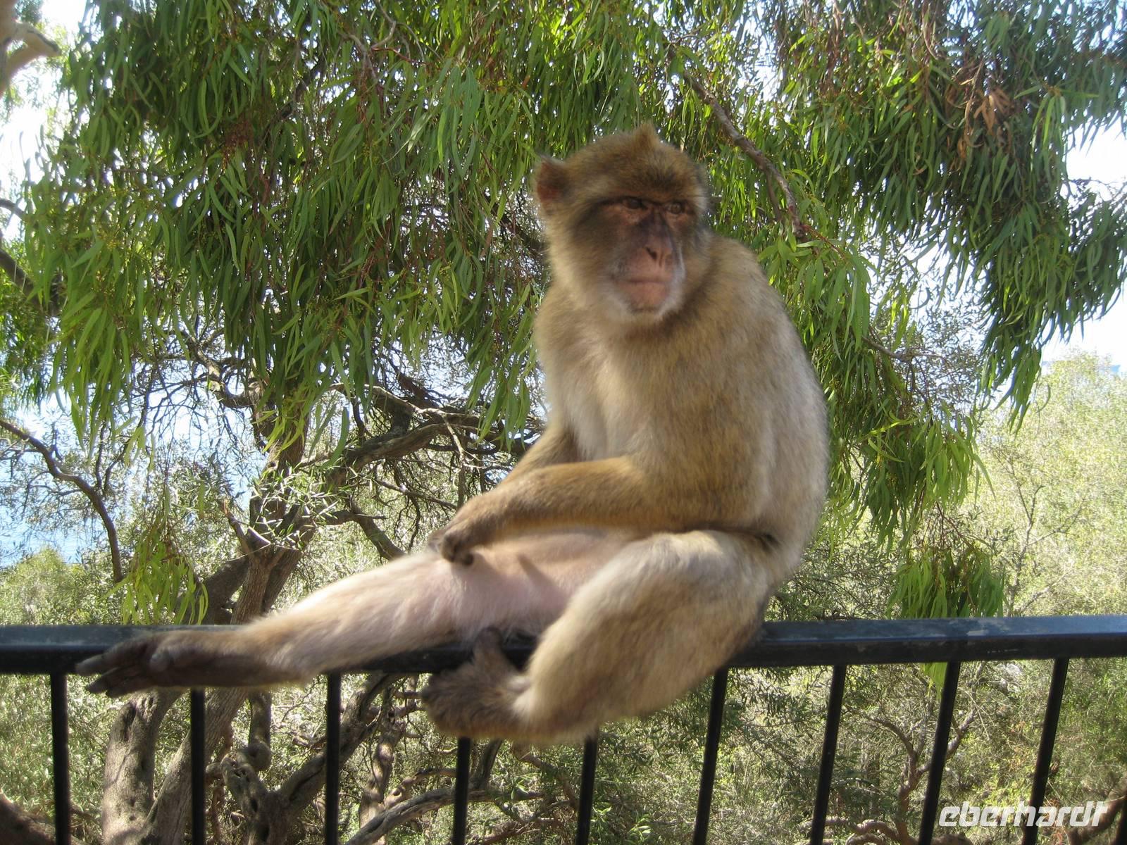 Gibraltar25