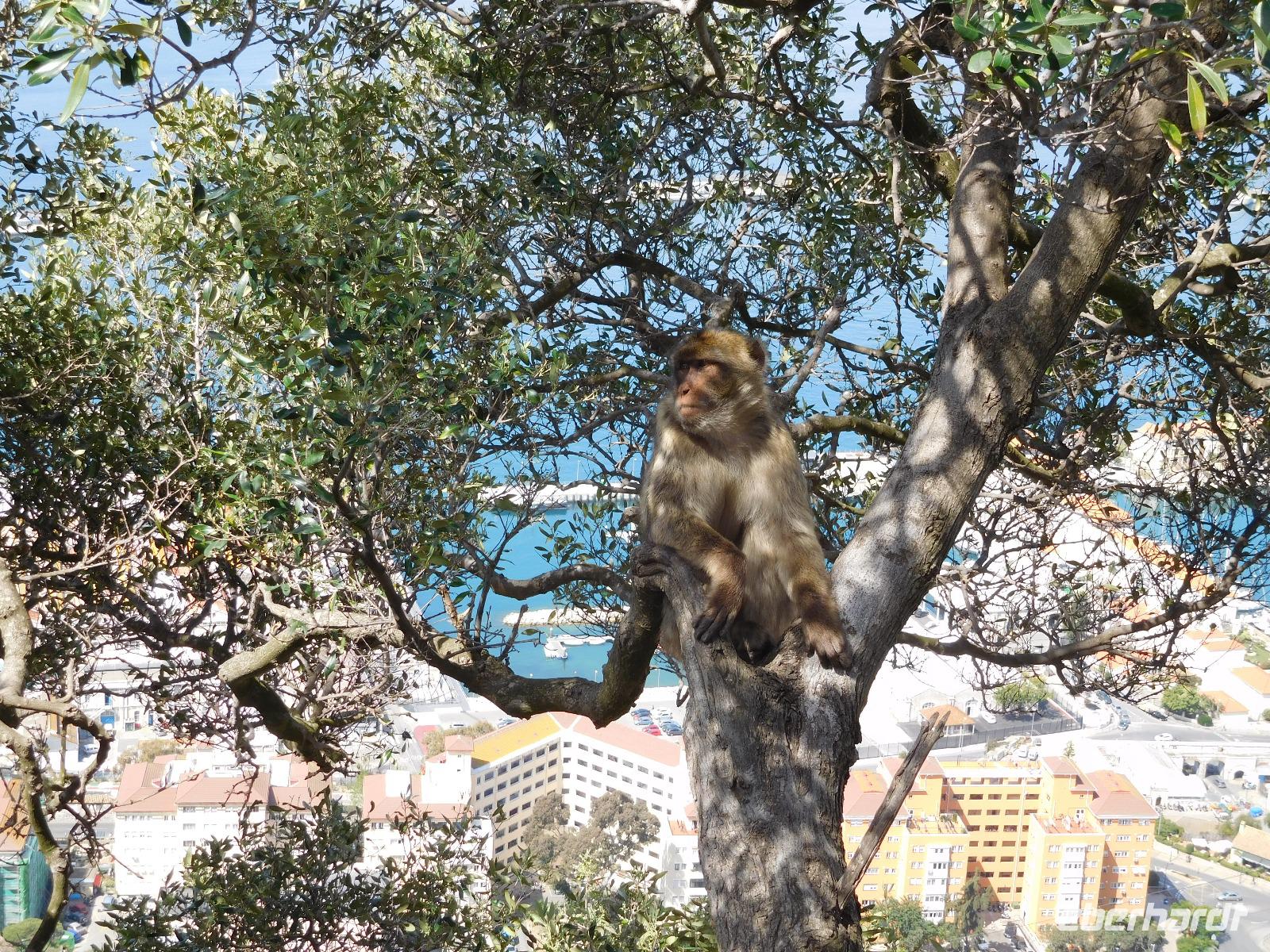 Gibraltar27