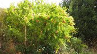 Granada - Granada-Apfel-Baum